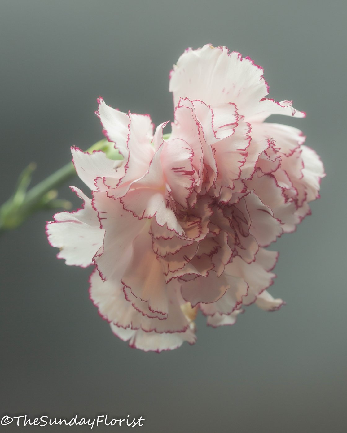 Pale pink ruffled carnation close-up