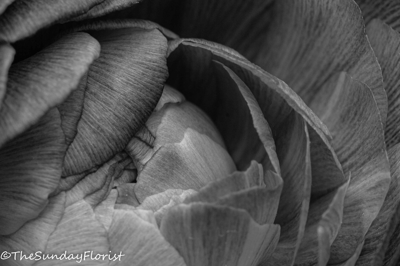 Black and white ranunculus macro