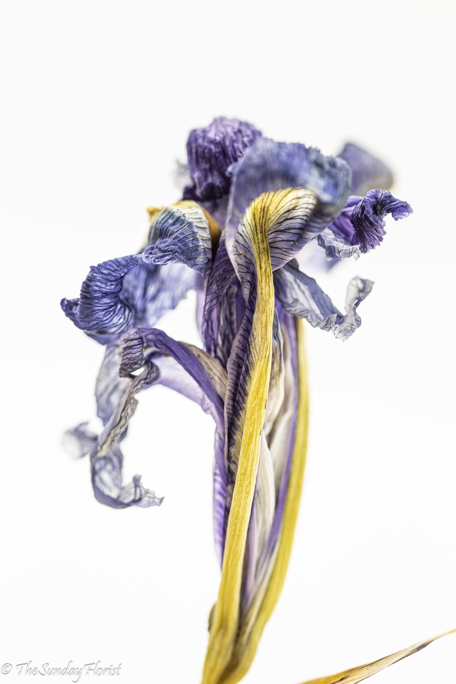 Dried violet iris on white background