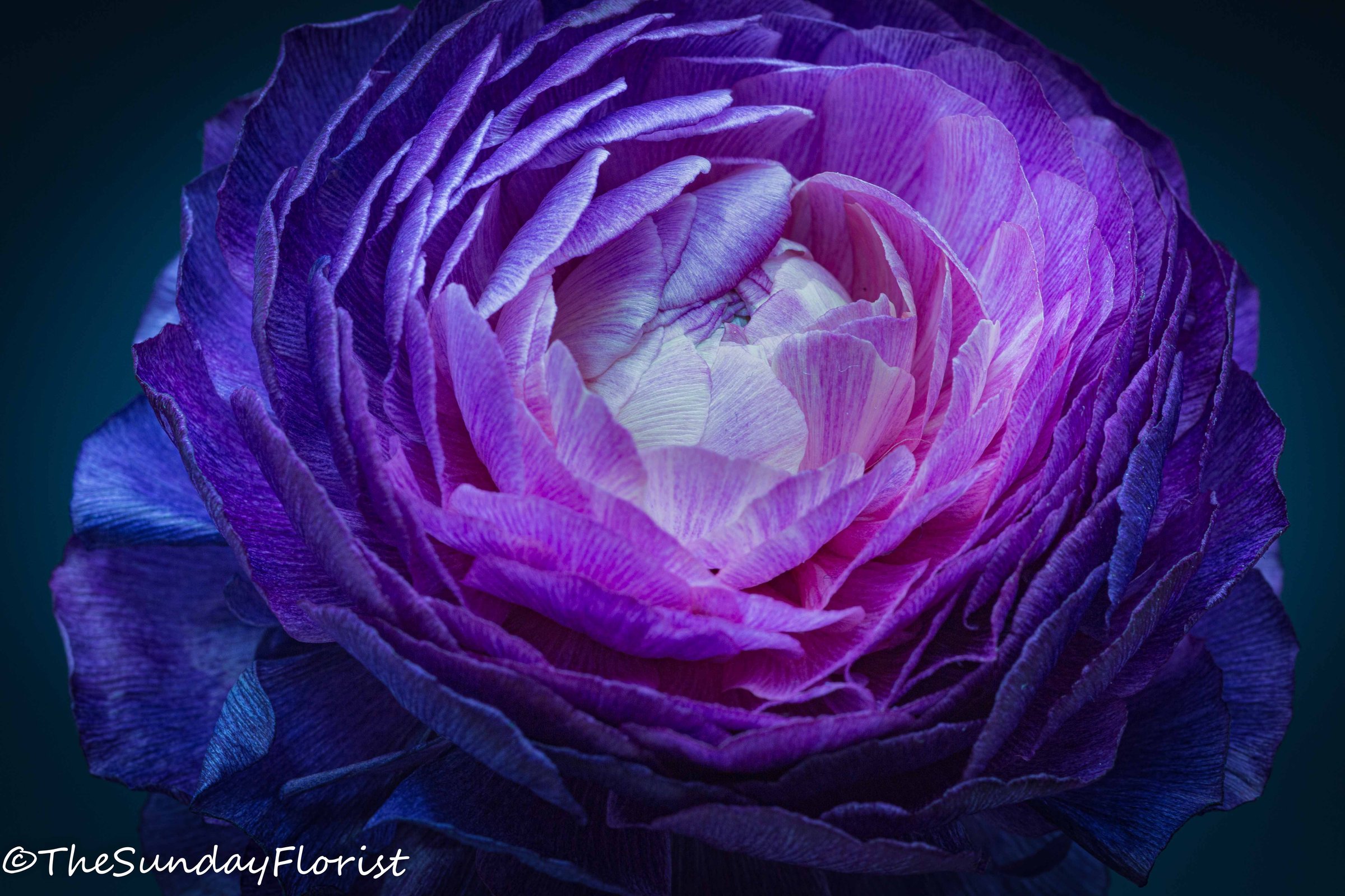 Deep violet ranunculus macro, The Sunday Florist
